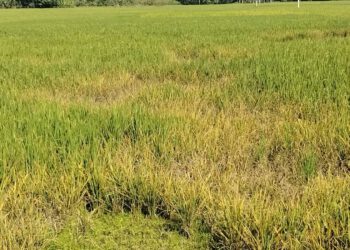Farmers are disoriented by insect attack in Naogaon fields. Agricultural officials who leave the field and face corruption