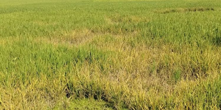 Farmers are disoriented by insect attack in Naogaon fields. Agricultural officials who leave the field and face corruption